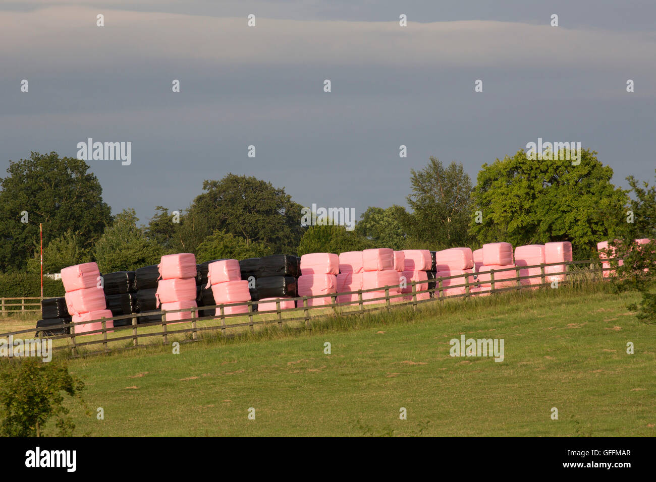Balle di fieno avvolti in una pellicola termocontrattile in rosa e nero in plastica. Presa di luglio. Worcestershire, Regno Unito Foto Stock