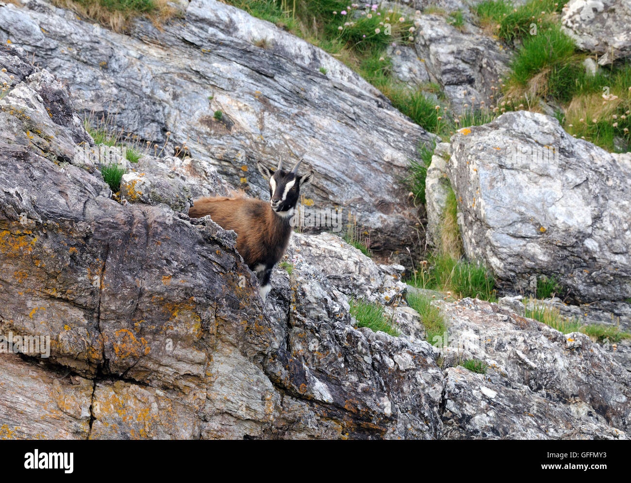 Un giovane capra selvatici su un colle roccioso. Port Ellen, Porto Eilein, Islay, Ebridi Interne, Argyll, Scotland, Regno Unito. Foto Stock