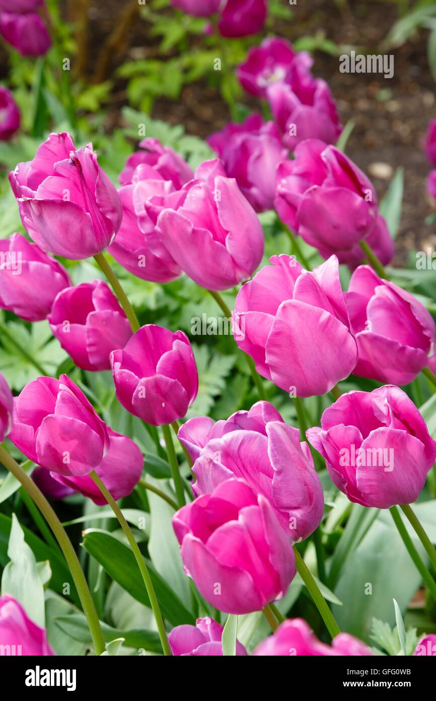 Viola i tulipani tulipa in un giardino letto floreale Foto Stock