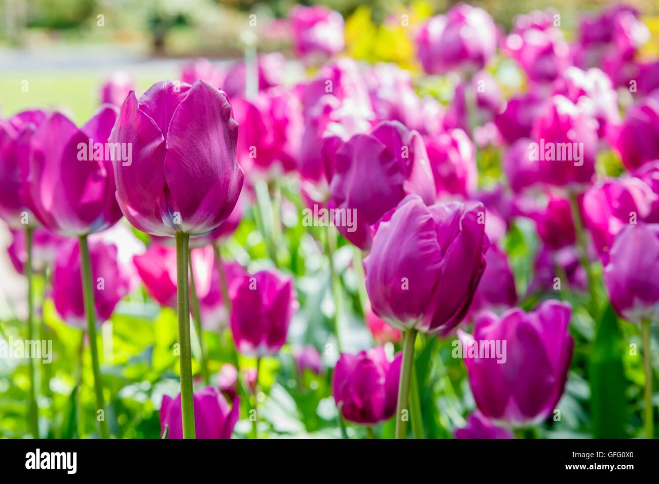 Viola i tulipani tulipa in un giardino letto floreale Foto Stock