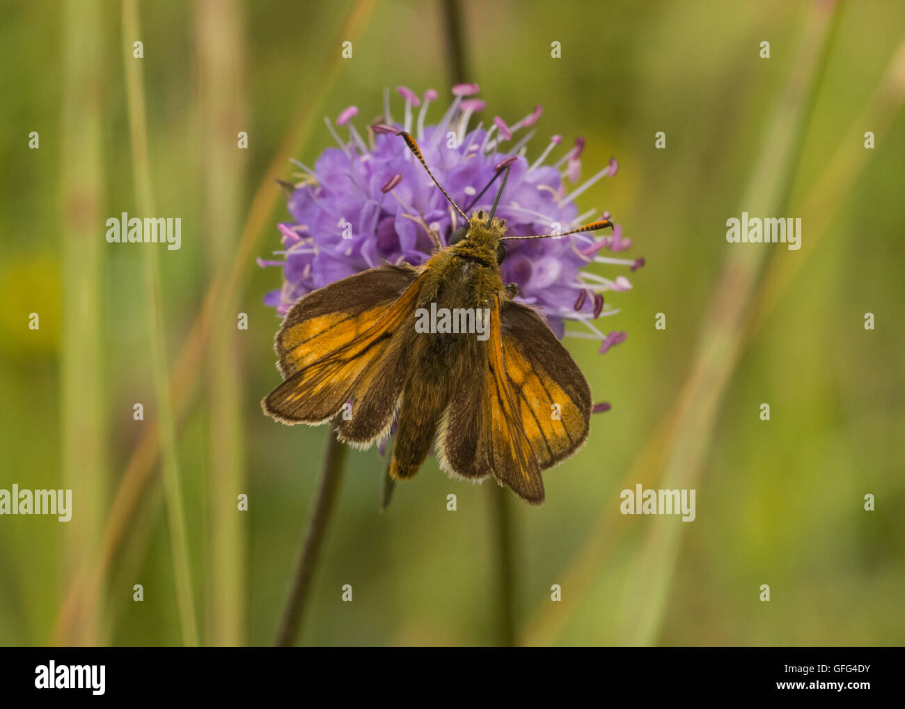 Grande Skipper butterfly, Butterfly Conservation Reserve, Mabie foresta, Dumfries Scozia, Regno Unito Foto Stock