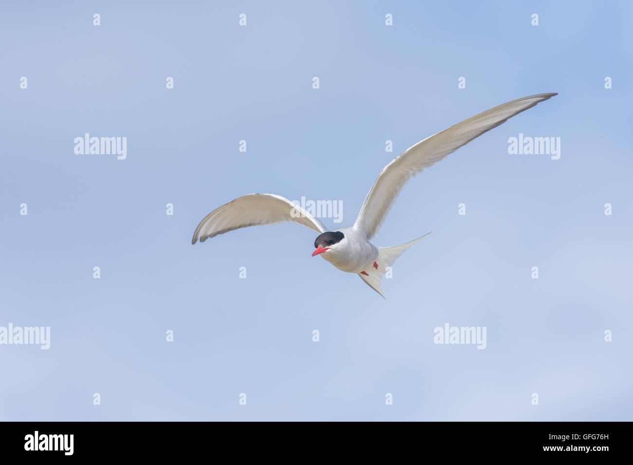 Arctic tern su una spiaggia vicino a Bildudalur, West fiordi, Islanda Foto Stock