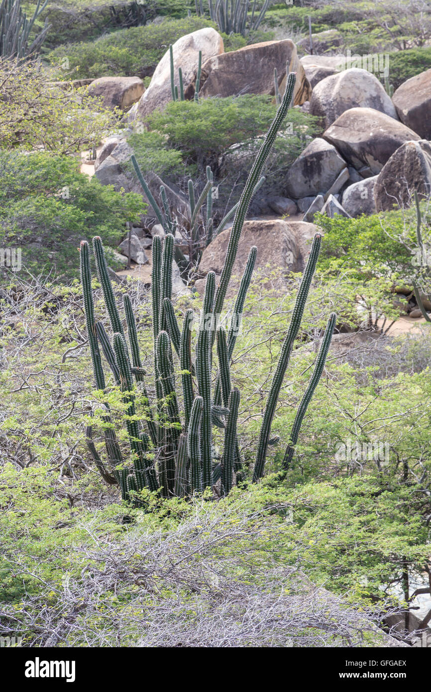 Massi Divi Divi alberi e cactus nel giardino di Aruba Foto Stock