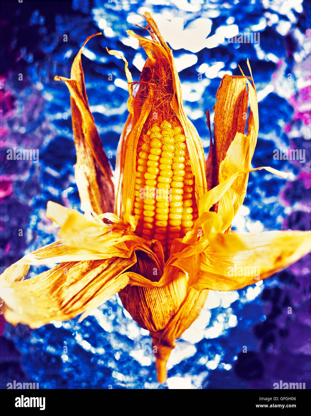 Dynamic colpo di mais giallo orecchio contro sfondo testurizzata Foto Stock