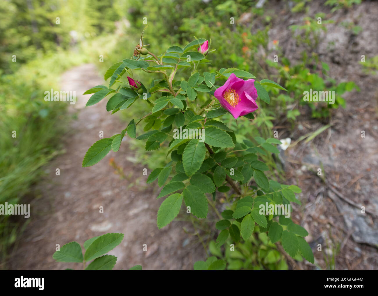 Fico d'india rose selvatiche lungo il sentiero nella foresta di estate Foto Stock