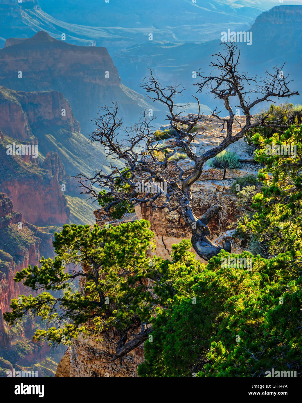 Albero sul bordo del Grand Canyon Foto Stock