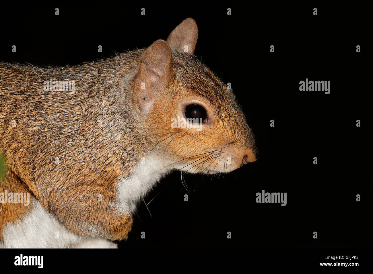 Ritratto di uno scoiattolo grigio o grigio orientale scoiattolo (Sciurus carolinensis) su nero Foto Stock
