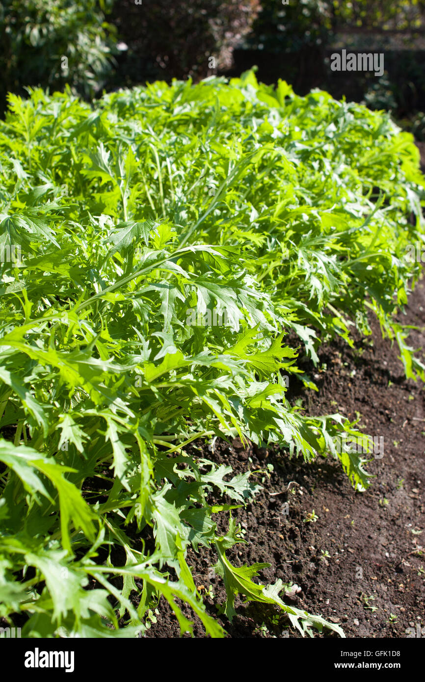 Brassica rapa var. laciniifolia noto anche come Mizuna o Kyouna in giapponese in agriturismo Foto Stock