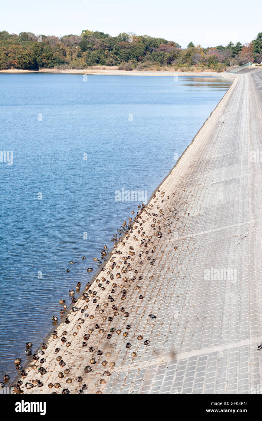 Anatre in appoggio sul lato lago Foto Stock