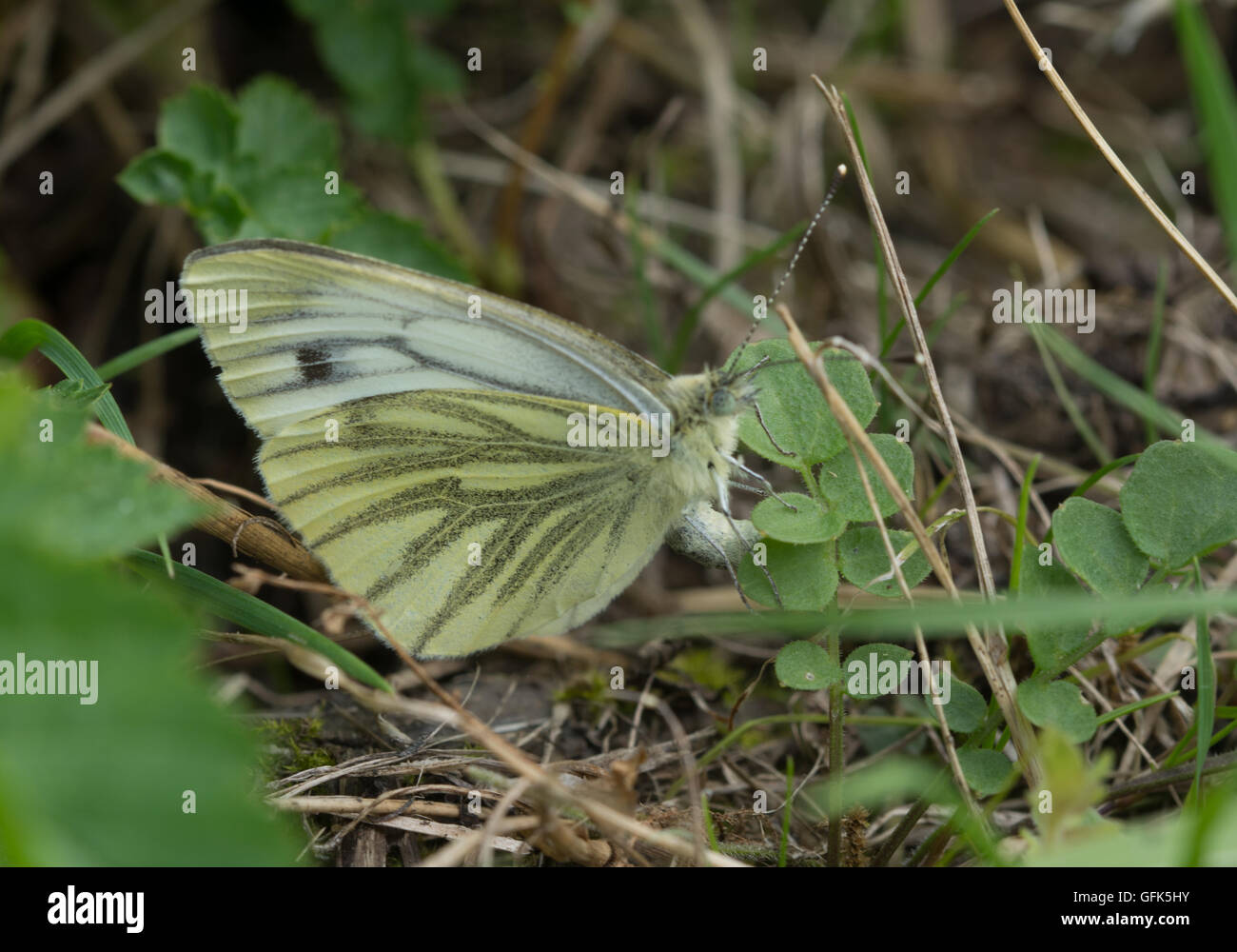 Farfalla bianca a venature verdi (Pieris napi) ovaiata su foglie verdi nell'habitat erboso dell'Hampshire, Inghilterra, Regno Unito Foto Stock