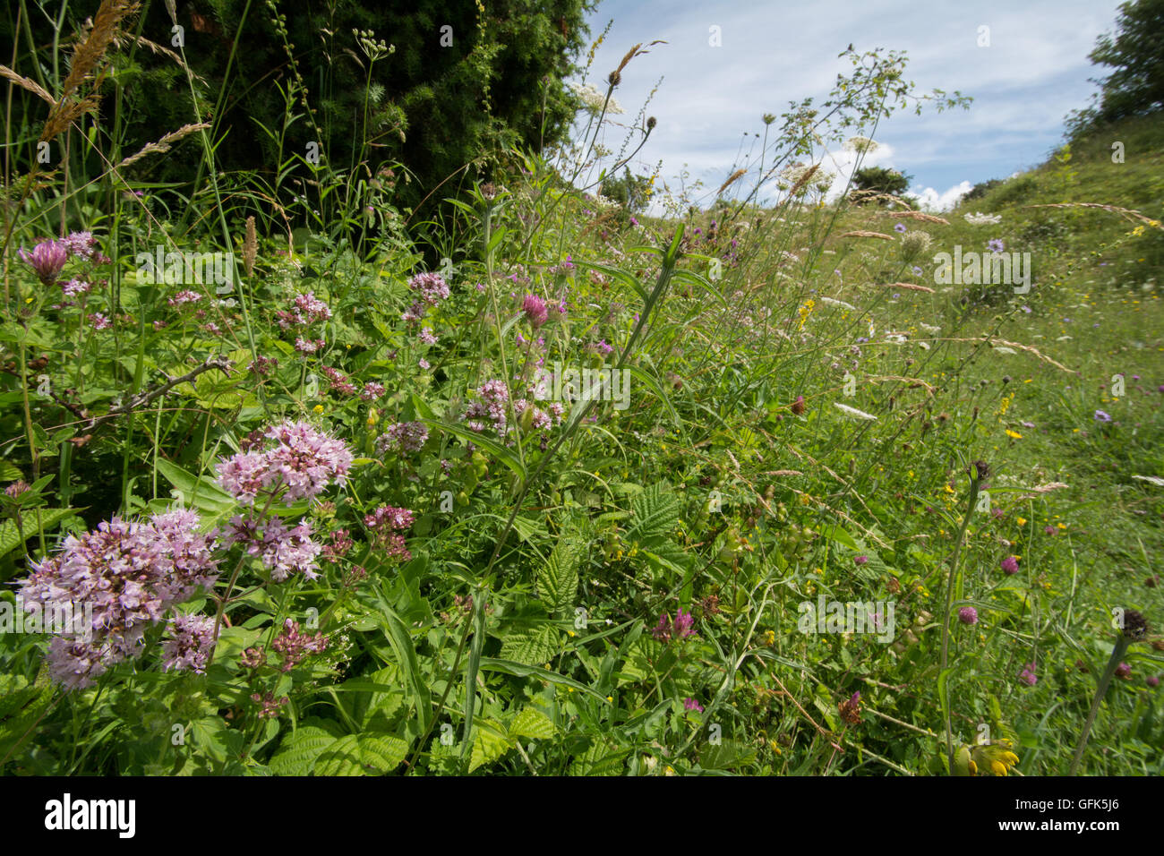 Fiori Selvatici in Chalk downland prato di habitat a Noar Hill, Hampshire, Regno Unito Foto Stock