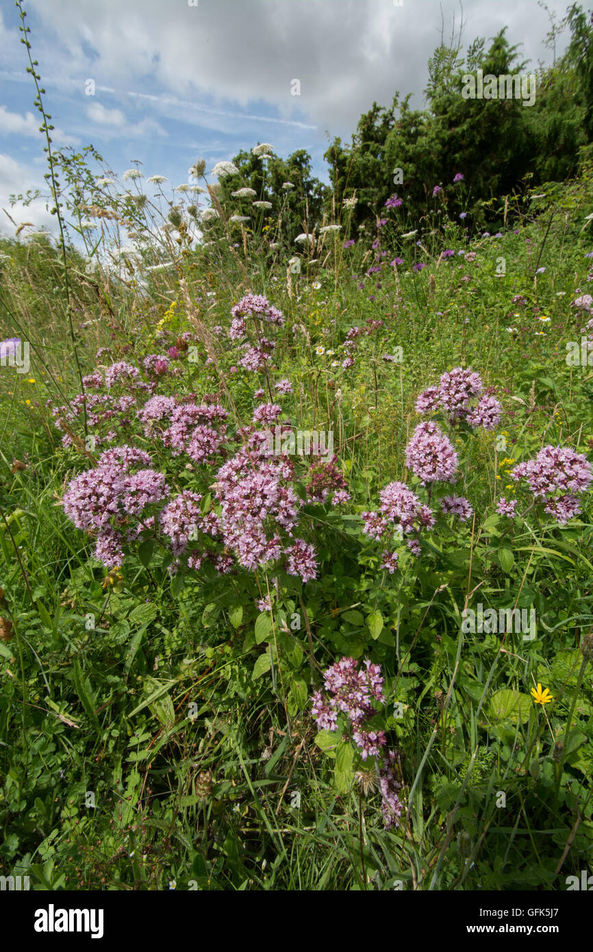 Fiori Selvatici in Chalk downland prato di habitat a Noar Hill, Hampshire, Regno Unito Foto Stock
