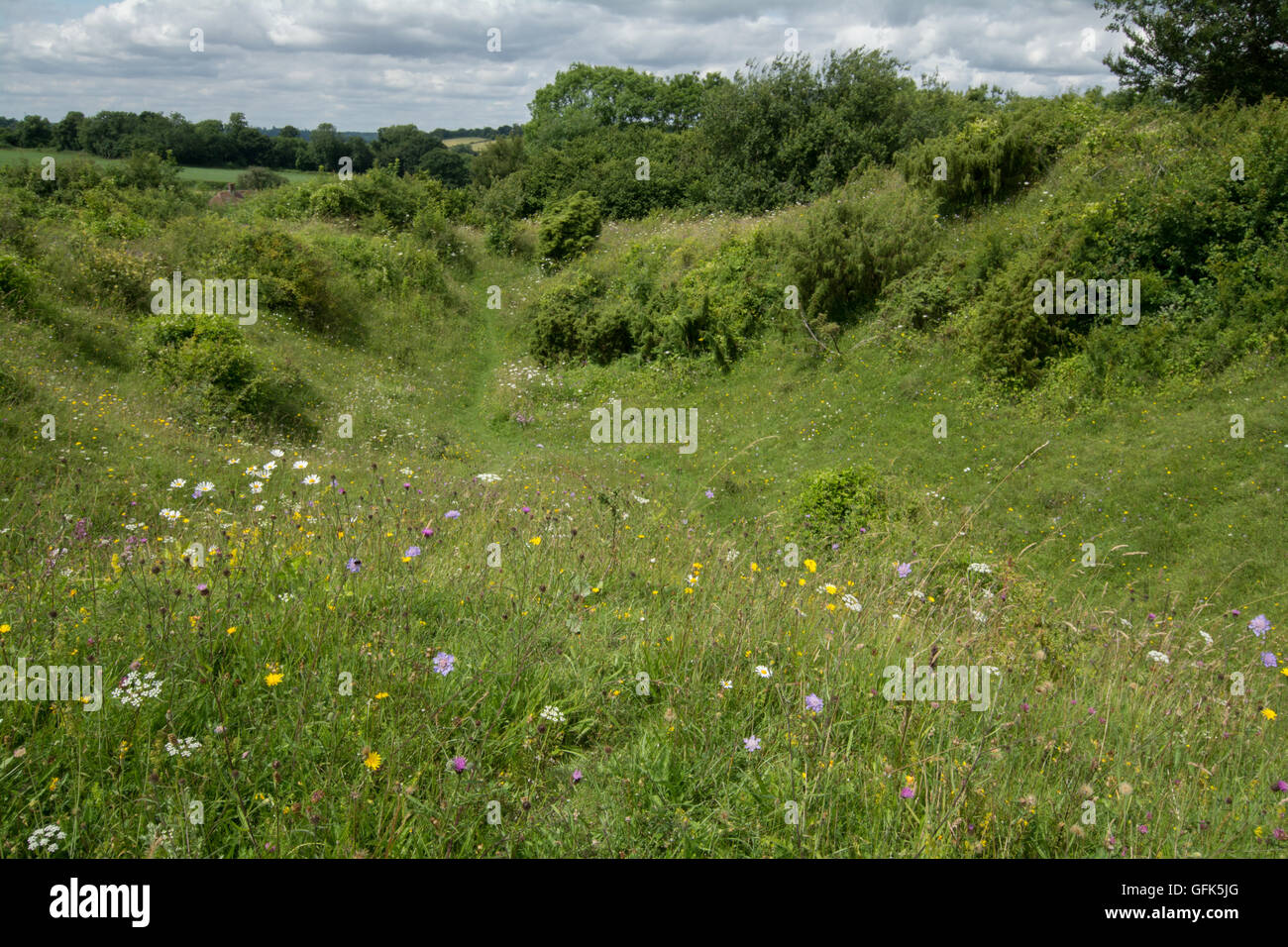 Fiori Selvatici in Chalk downland prato di habitat a Noar Hill, Hampshire, Regno Unito Foto Stock