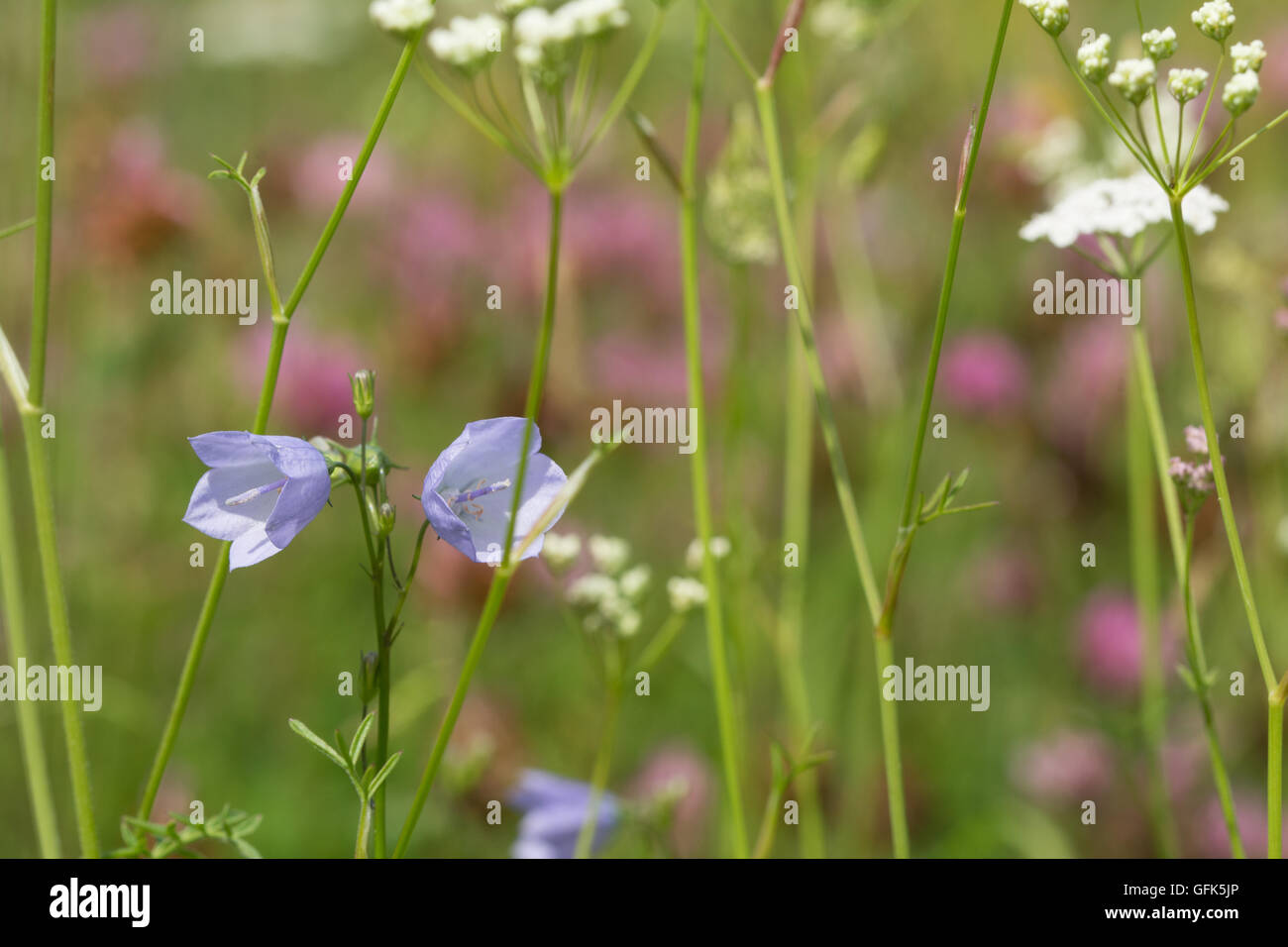 Harebells (Campanula rotundifolia) e altri fiori selvatici nel prato di habitat, REGNO UNITO Foto Stock