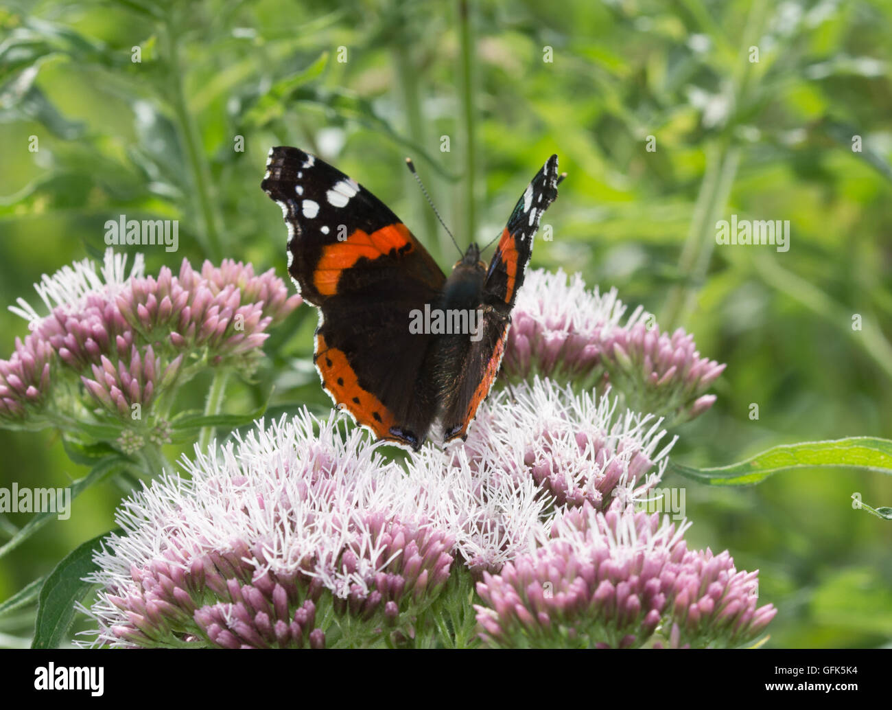 Red admiral butterfly (Vanessa Atalanta) sulla canapa-agrimony (Eupatorium cannabinum) fiori, REGNO UNITO Foto Stock