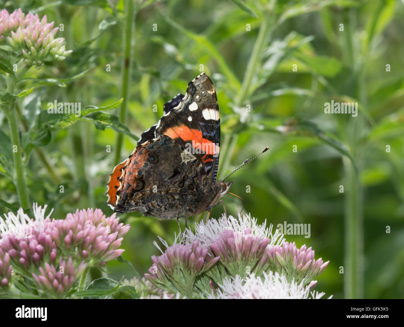 Red admiral butterfly (Vanessa Atalanta) sulla canapa-agrimony (Eupatorium cannabinum) fiori, REGNO UNITO Foto Stock