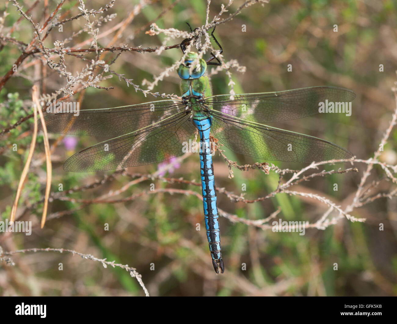 Maschio a forma di libellula imperatore (Anax imperator) nella brughiera di habitat in Surrey, Inghilterra Foto Stock