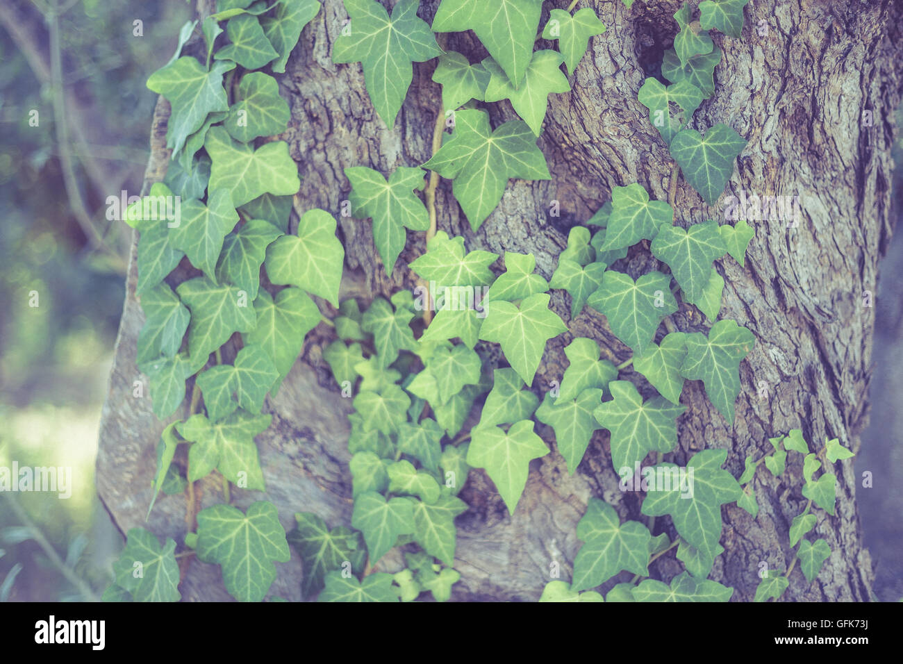 Ivy su Tree - Ivy che crescono su di un grande albero in legno Foto Stock