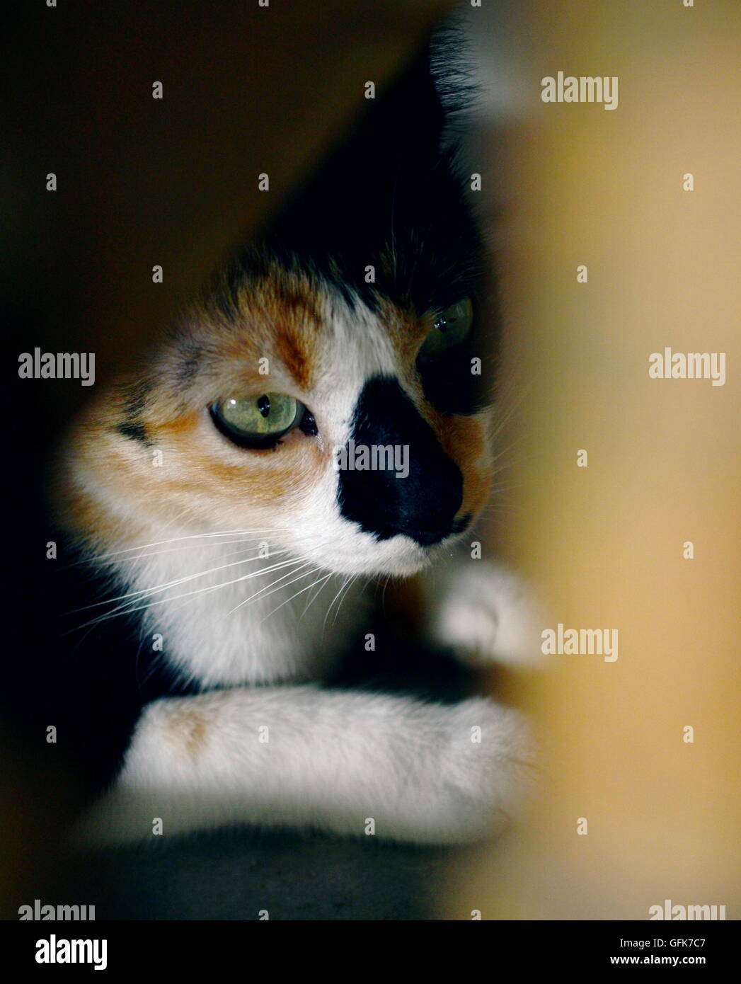 Nascondere gatto sotto legno messa a fuoco selettiva Foto Stock