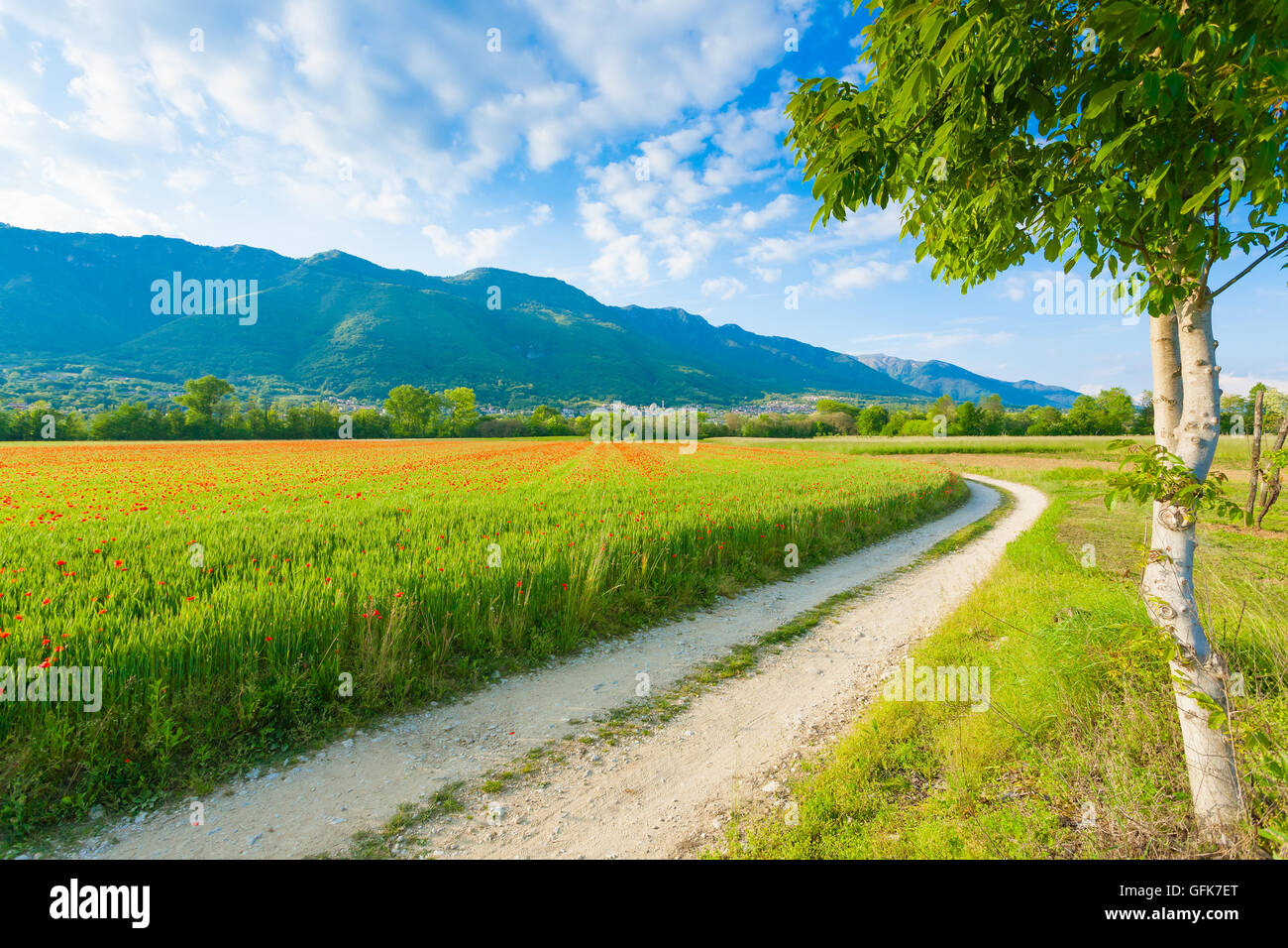 Strada sterrata attraverso campagna italiana. Campo di papaveri rossi. La vita rurale. Paesaggio italiano Foto Stock