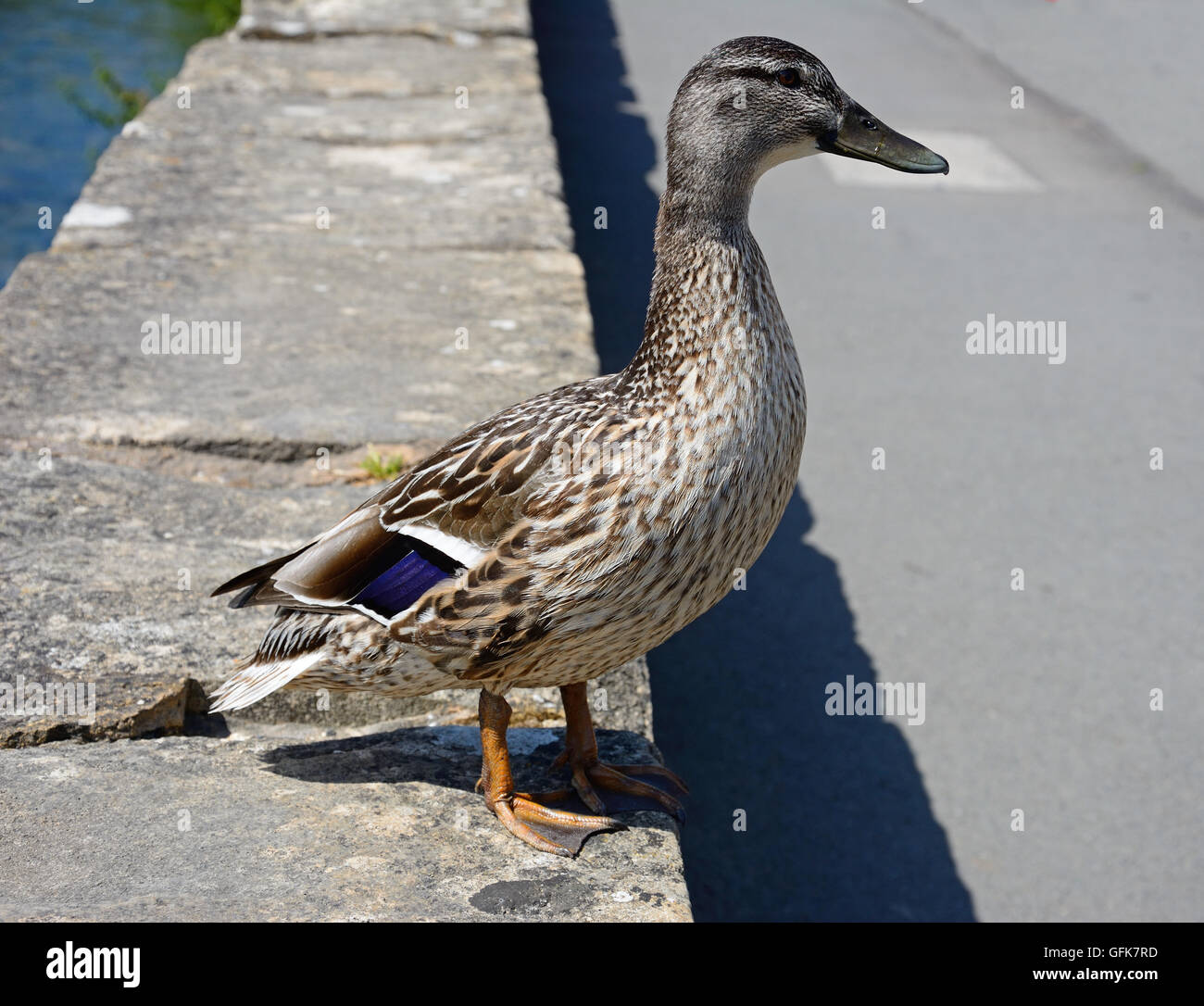 Una femmina di Mallard duck permanente sulla parete a fianco del Fiume Coln, Bibury, Cotswolds, Gloucestershire, Inghilterra, Regno Unito. Foto Stock