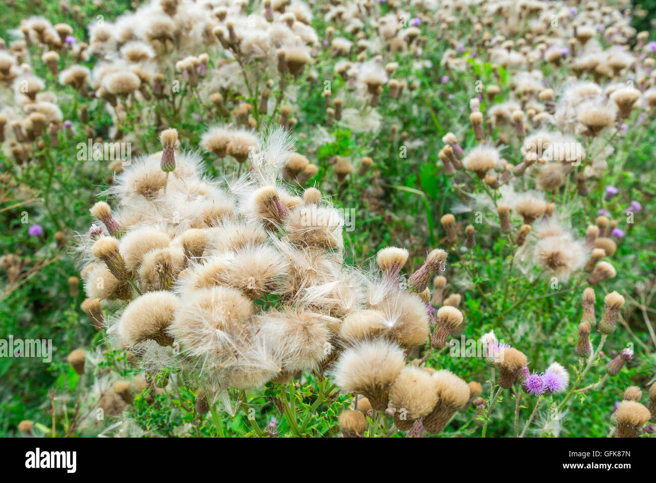 Creeping Thistle (Cirsium arvense) impianto crescente in estate nel Regno Unito. Foto Stock