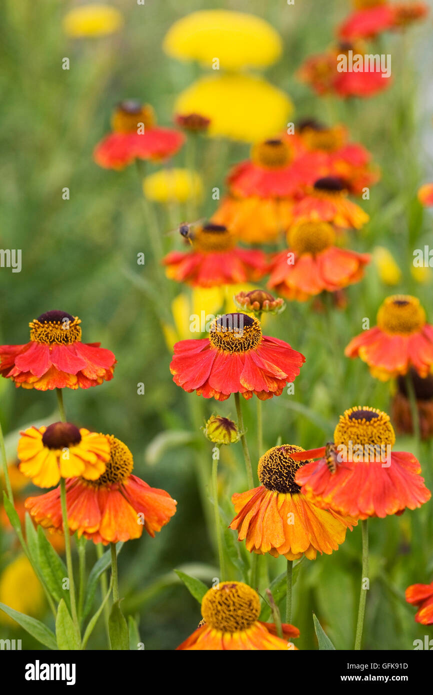 Helenium 'Moerheim bellezza'. Fiore Sneezeweed crescono in un confine erbacee. Foto Stock