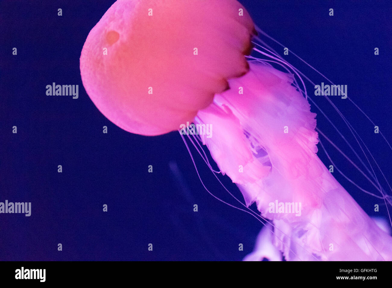 Ortica di mare indonesiana. È la specie endemica indonesiana di meduse. Foto Stock