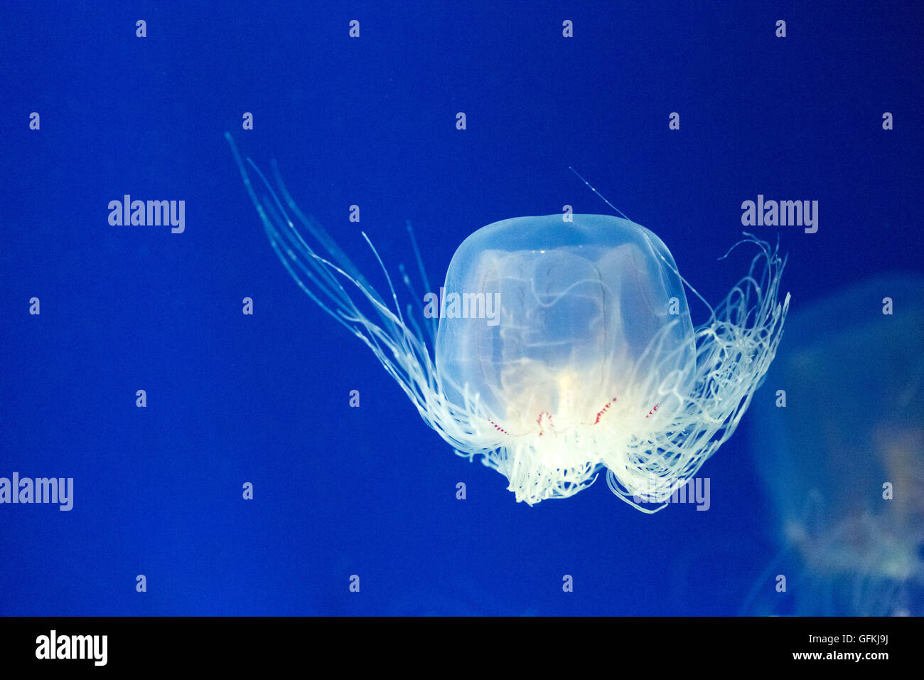saltatore Spirocodon. È la specie endemica del Giappone di meduse. Foto Stock