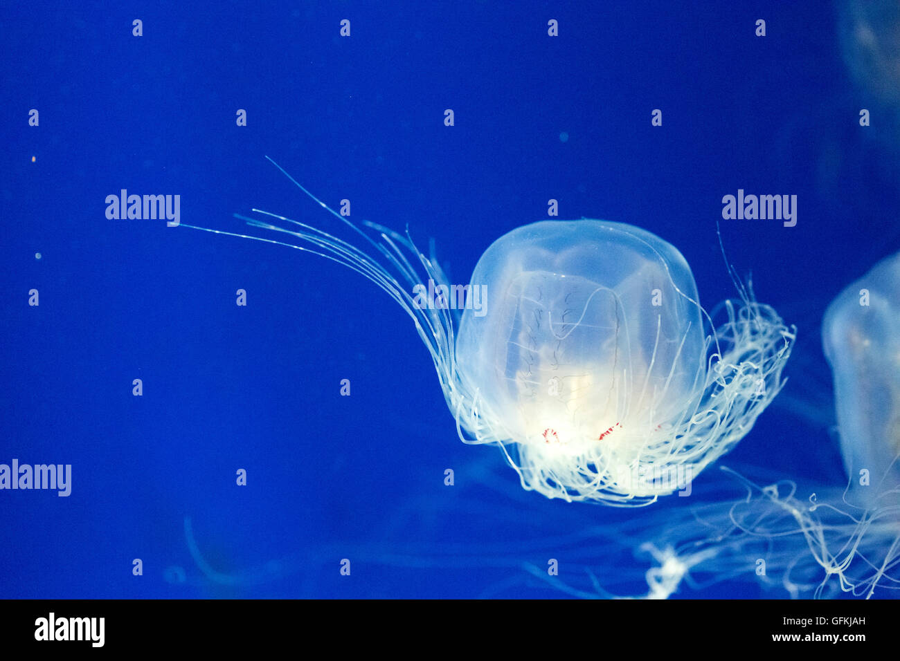 saltatore Spirocodon. È la specie endemica del Giappone di meduse. Foto Stock