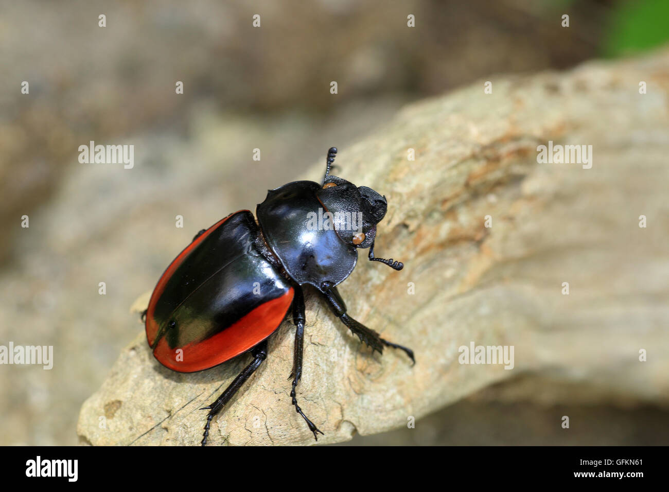 Odontolabis gazella beetle femmina nel Vietnam del Sud Foto Stock