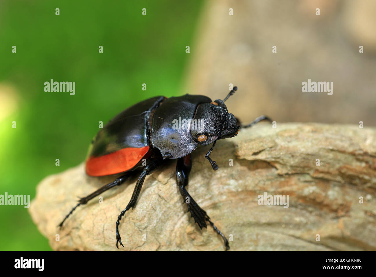 Odontolabis gazella beetle femmina nel Vietnam del Sud Foto Stock