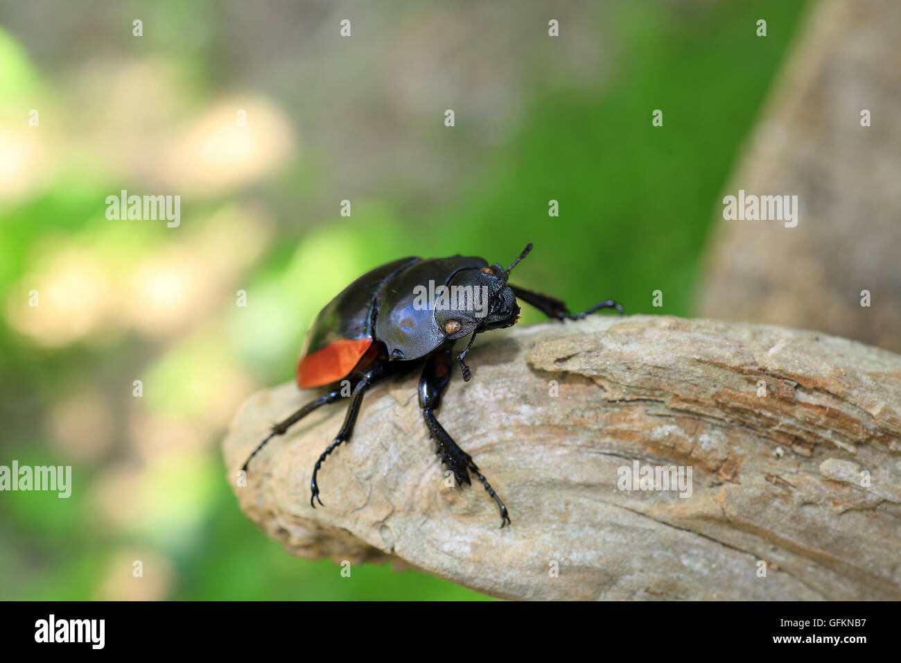 Odontolabis gazella beetle femmina nel Vietnam del Sud Foto Stock