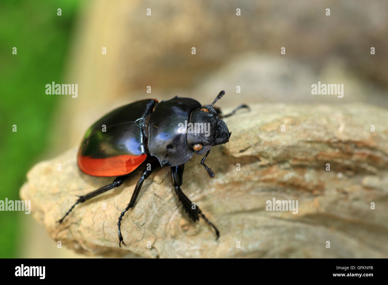 Odontolabis gazella beetle femmina nel Vietnam del Sud Foto Stock