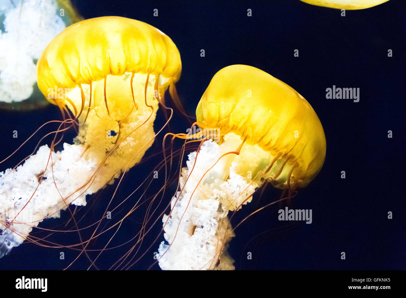 Mare pacifico ortica, specie di meduse Foto Stock