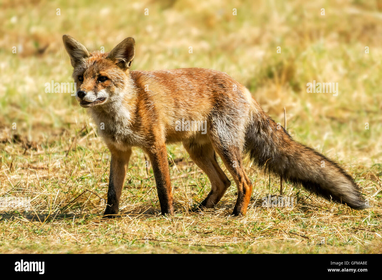 Fox, vulpes vulpes Foto Stock