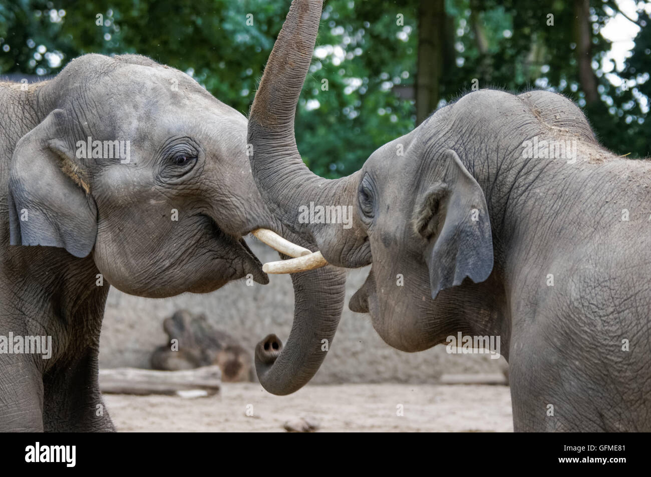 Due felici elefanti indiani da vicino Foto Stock