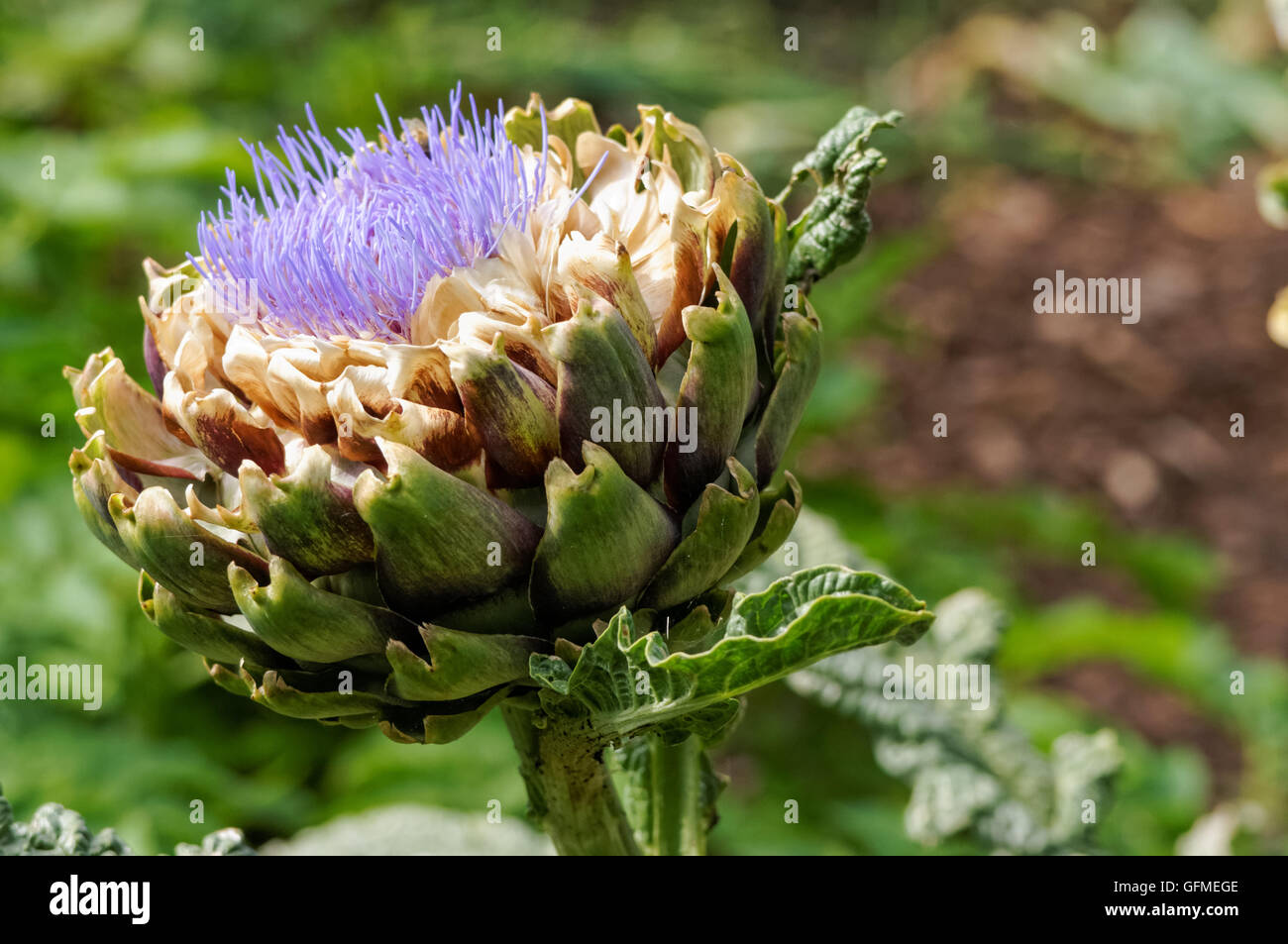 testa di fiori di carciofo organico globo Foto Stock