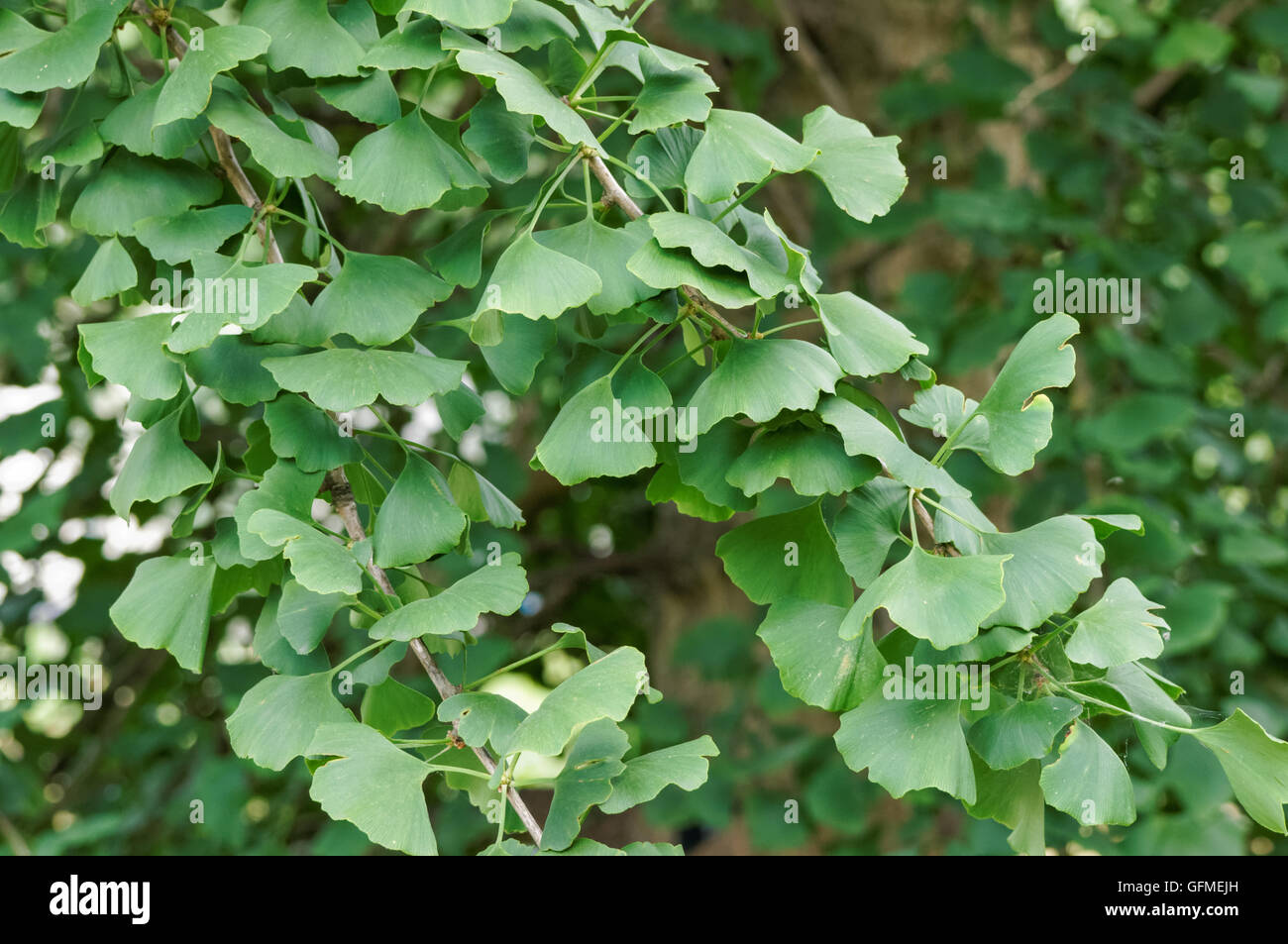 Il verde delle foglie di Ginkgo biloba Foto Stock