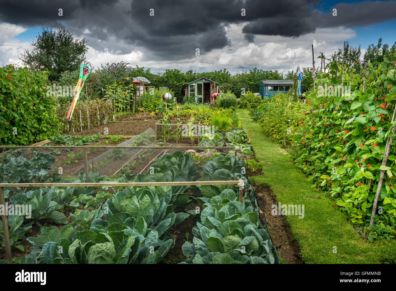 Malmesbury, Wiltshire, Regno Unito. Il 30 luglio, 2016. Regno Unito Meteo. Pioggia nuvole raccogliere su un riparto come giardinieri lavorare per raccogliere i loro prodotti prima che la pioggia inizia a cadere. Malmesbury, Wiltshire - REGNO UNITO. Credito: Terry Mathews/Alamy Live News Foto Stock