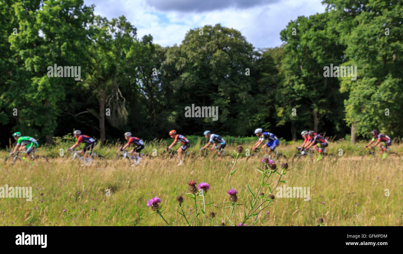 Ranmore comune, Surrey, Regno Unito, 31 luglio 2016. Prudential RideLondon-Surrey Classic 2016. Il peloton passa la flora di Ranmore comune sul finale di tre giri in Surrey colline sopra Dorking. La 202km di viaggioLondon-Surrey Classic è il Regno Unito il premier un giorno di gara e un evento legacy da le Olimpiadi del 2012. Credito: Clive Jones/Alamy Live News Foto Stock