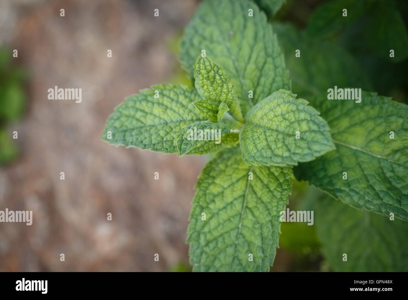 Le foglie di menta sfondo. Foglia di menta piante verdi. Foto Stock