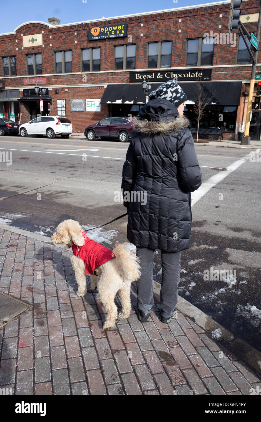 Donna su angolo di strada con la sua giacca barboncino rivestito in attesa di luce per cambiare per avere la sicurezza di attraversamento. St Paul Minnesota MN USA Foto Stock