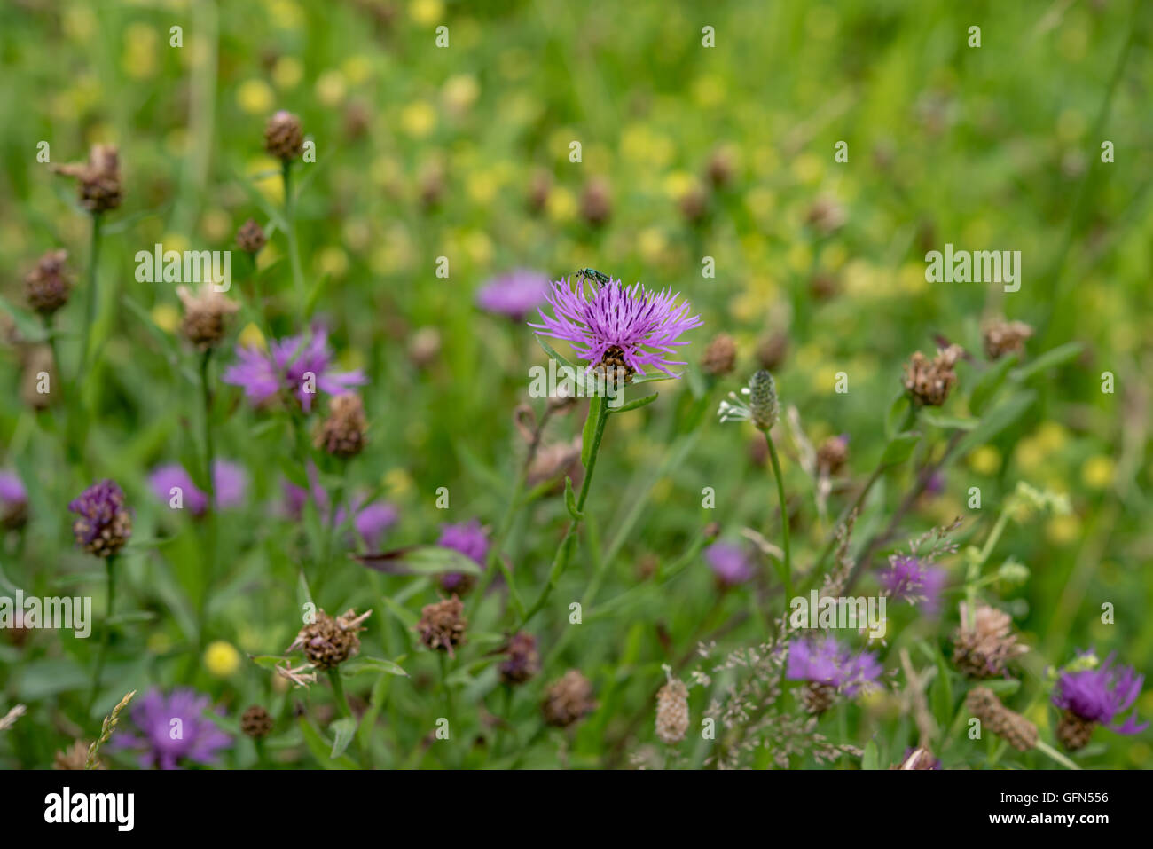 Campo di mais brillante fiori di papavero in estate Foto Stock