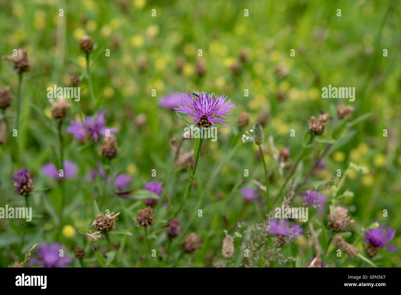 Campo di mais brillante fiori di papavero in estate Foto Stock