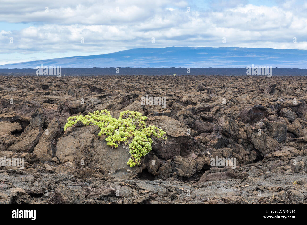 Panorama della lava AA e desolata vista panoramica del paesaggio vulcanico, Moreno Point, Isola Isabela, Isole Galapagos, Ecuador, sud America Foto Stock