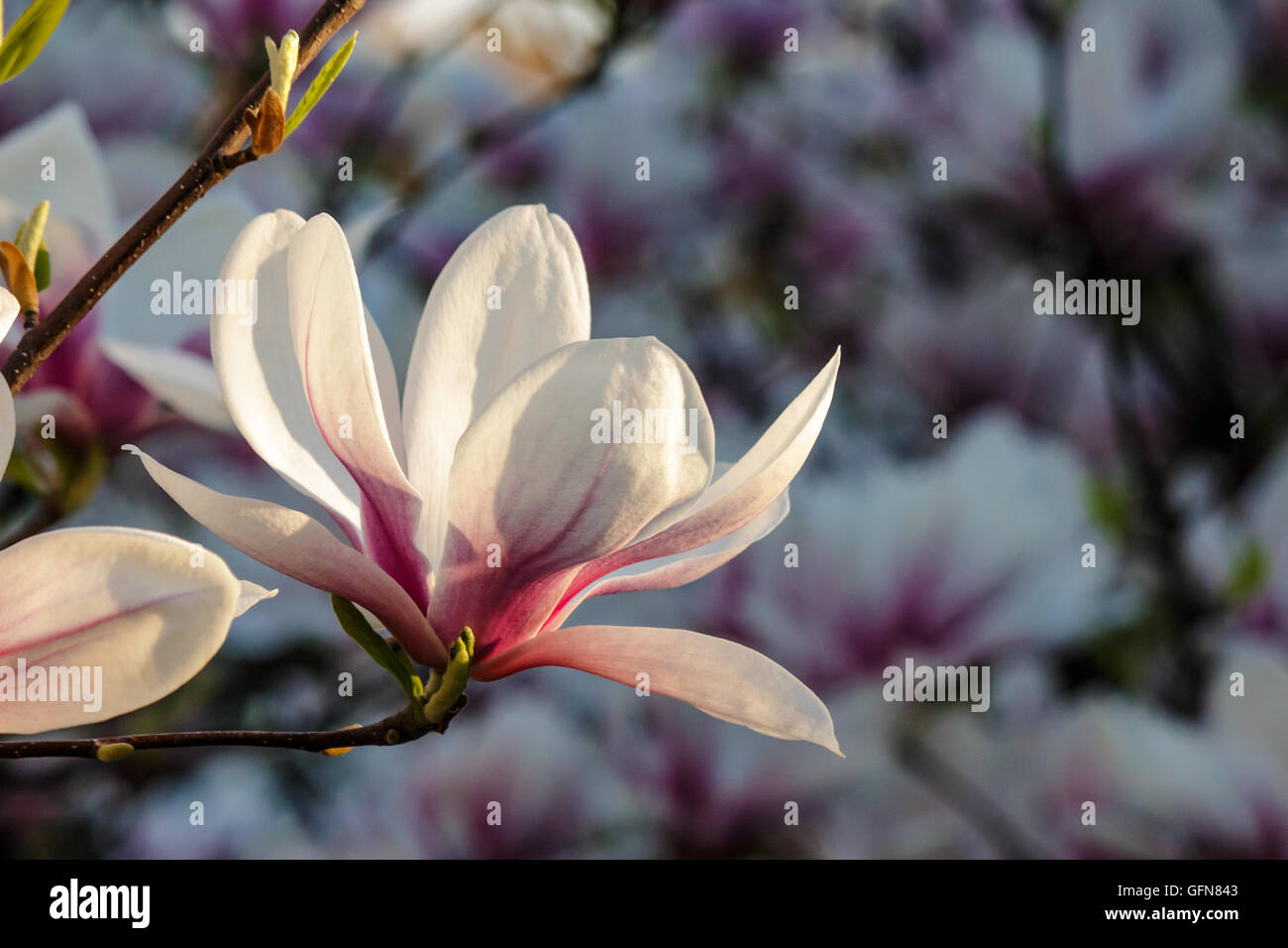 Fiori di magnolia close up con profondità di campo su una sfocatura sullo sfondo Foto Stock