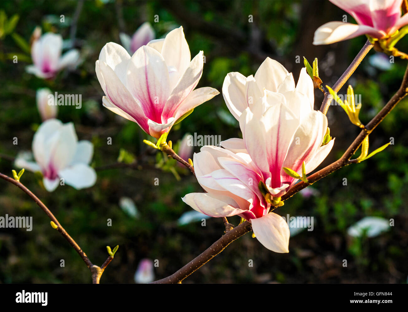 Fiori di magnolia close up con profondità di campo su una sfocatura sullo sfondo Foto Stock