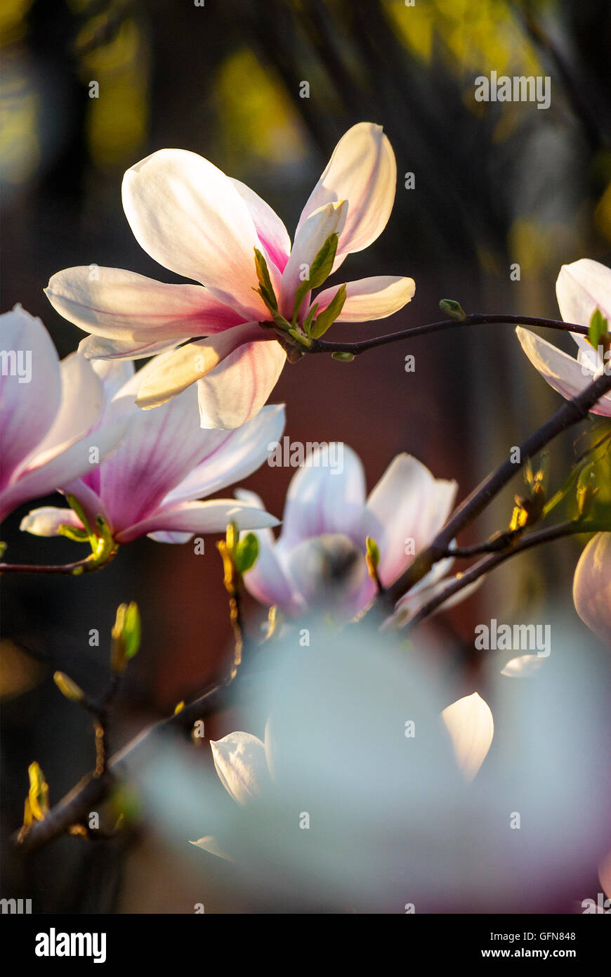 Fiori di magnolia close up con profondità di campo su una sfocatura sullo sfondo Foto Stock