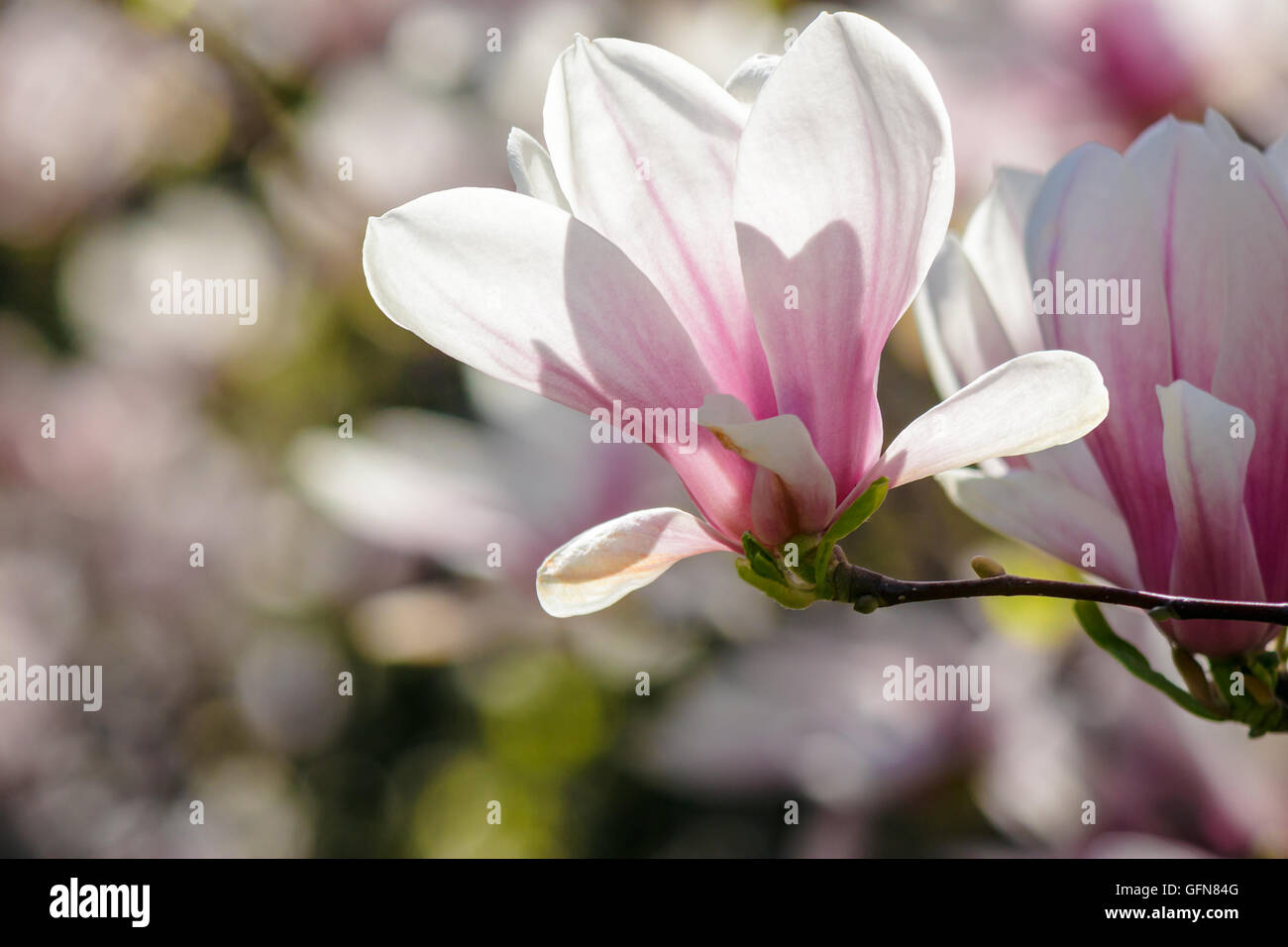 Fiori di magnolia close up su una sfocatura verde erba e foglie sfondo Foto Stock